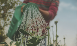 LIVRE BLANC - Thomas LAJEANNE compress